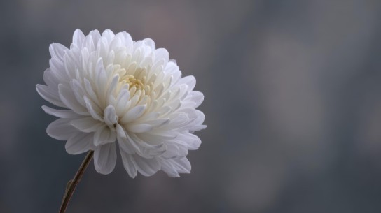 (vergroot foto)